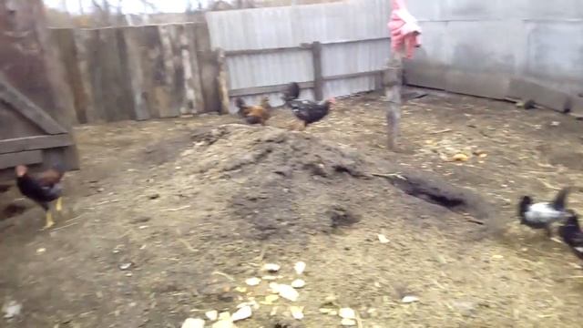 ОДИН ДЕНЬ В ДЕРЕВНЕ ?. ХОЗЯЙСТВО И ЖИВОТНЫЕ. смотреть онлайн
