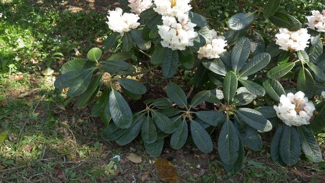 How to propagate a Rhododendron by layering смотреть онлайн
