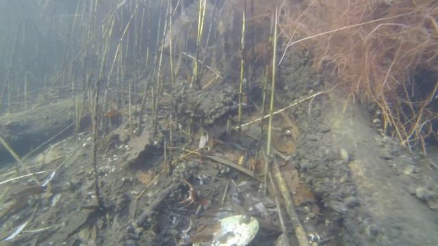 Красный куст смотреть онлайн