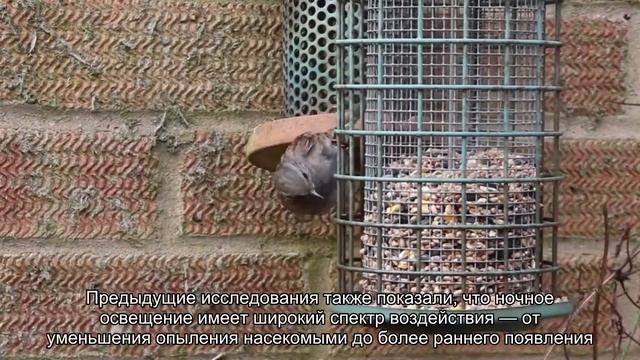 Искусственное ночное освещение влияет на флору и фауну, меняя их уровень гормонов смотреть онлайн