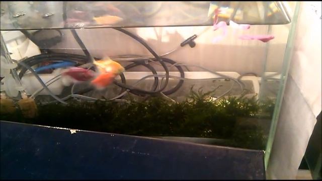 Нерест тернеции GloFish