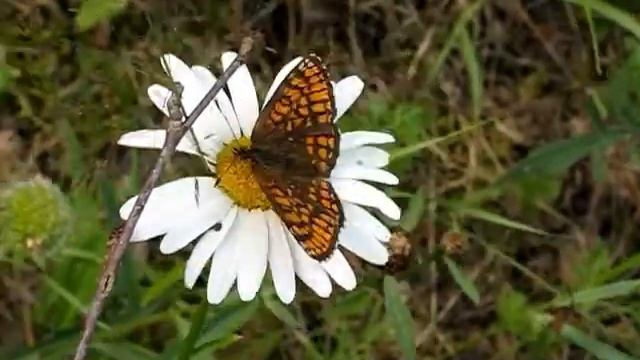 Melitaea athalia_Шашечница Аталия (бабочка на ромашке).mp4 смотреть онлайн