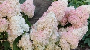 Обзор метельчатой ГОРТЕНЗИИ Ванилла Фрейз. Лучший сорт для начинающих.