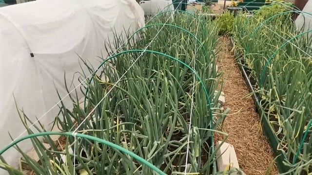 Неужели урожай насмарку? Пероноспороз чеснока и лука. Переработка укропа в заморозку смотреть онлайн