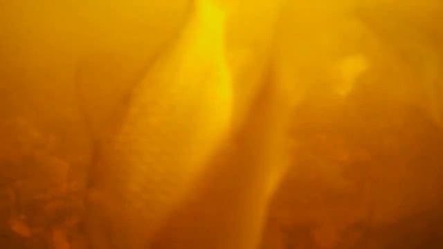 Подводная съёмка поклёвки Карася на боковой кивок, мормышка ,озеро Бедринское (Чёрное). Некрасовка смотреть онлайн