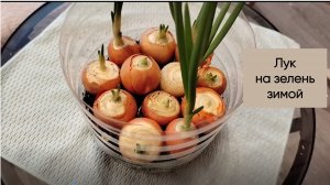 Лук на зелень зимой.