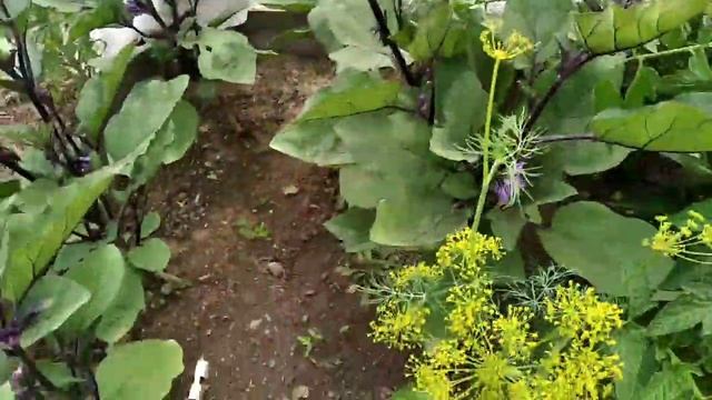 Прогулка по даче 10 июля 2022. смотреть онлайн