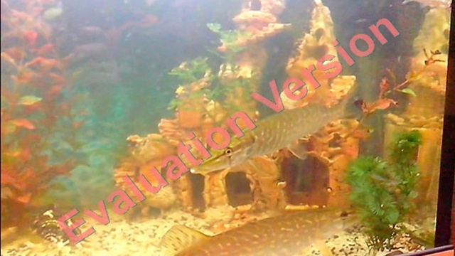 щука в охоте