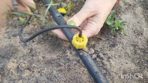 Капельный полив для роз - это просто!