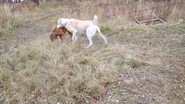 в мире животных смотреть онлайн