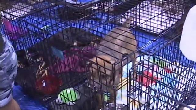 Dogs and Cats at the Pet Expo смотреть онлайн