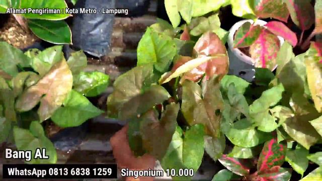 HARGA AGLAONEMA CUMA 5RIBUAN! смотреть онлайн