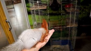 Домашняя белка - уход и содержание в квартире