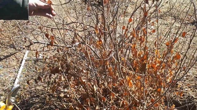 ВЕСЕННЯЯ ОБРЕЗКА ВИШНИ ВОЙЛОЧНОЙ. 2021. БУРЯТИЯ. смотреть онлайн