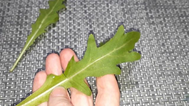 Выгоняет ГРИБКИ из ОРГАНИЗМА, очищает КИШЕЧНИК. смотреть онлайн