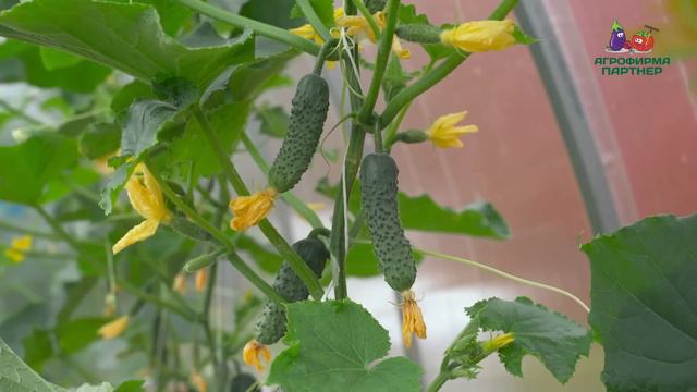 В гостях у известного блогера. Часть III. А растет ли малина на участке Полины Малины? смотреть онлайн