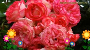 Роза плетистая Антик. Краткий обзор, описание характеристик, где купить саженцы Antike