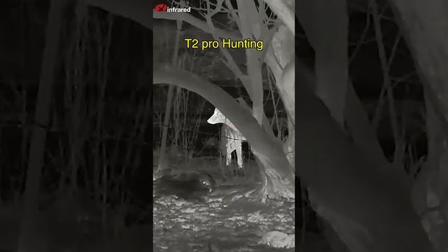 Xinfrared T2 Pro|Thermal Camera|Thermalhunting| Night Vision| Let’s observe wildlife in deep forest смотреть онлайн