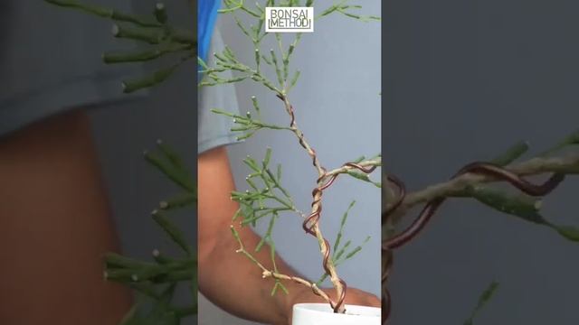 Dancing Bones | Hatiora Salicornioides | Bending Trunk | 1Min or Less смотреть онлайн