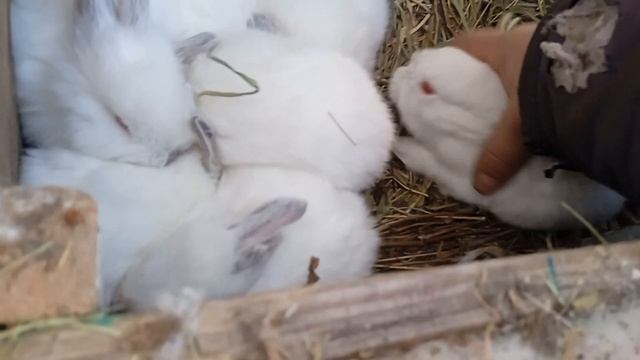 #5 .Кролики НЗБ. Почему НЗБ? смотреть онлайн