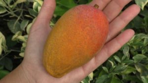 Первый плод Манго! Краснодарский край.