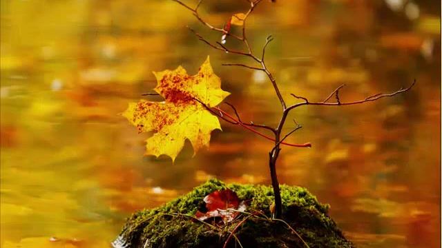 Осенние виды смотреть онлайн