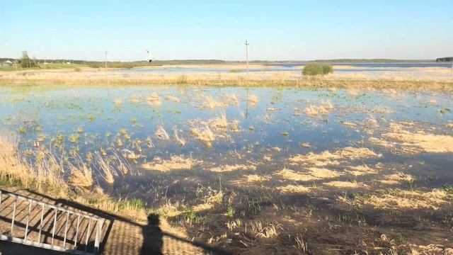 гуляют рыбы по лугу озера Орша река Оршица Псковская область дождевой весенний паводок смотреть онлайн