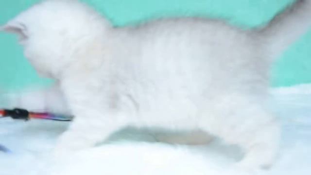 Котик скоттиш страйт, серебристый затушеванный смотреть онлайн