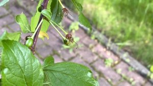 Сливовый пилильщик и сливовая плодожорка, борьба!!!