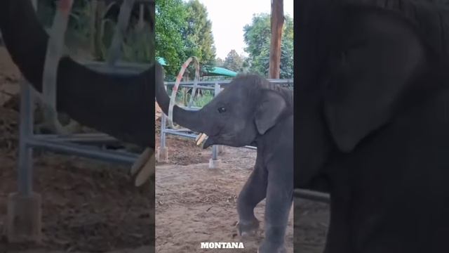 Какое милое создание...🥰
Слонёнок маленький и такой умница!!!👏👏👏 смотреть онлайн