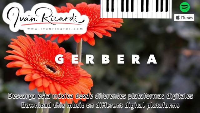 GERBERA flores en jazz piano pianistas instrumental jazzistas flowers flores mexicanas festival dio смотреть онлайн