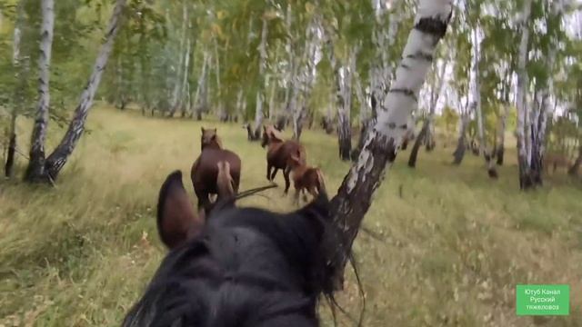 Потеряли Жеребца. Погоня на Малыше смотреть онлайн