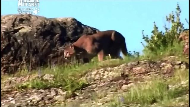 Порода собак Аргентинский дог смотреть онлайн