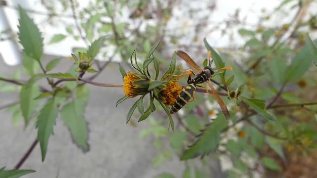 Male Asian Paper Wasp Visits Devil's Beggartick Flowers 240fps смотреть онлайн