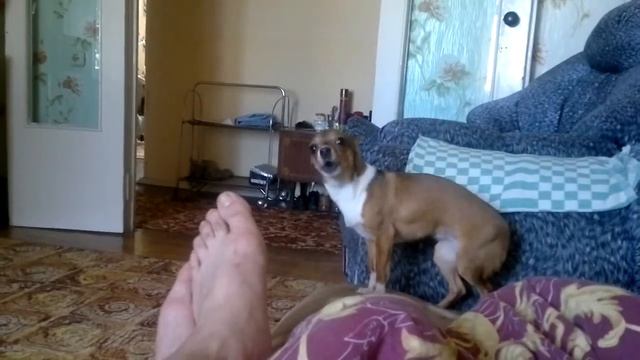 ...жить по волчьи выть. смотреть онлайн