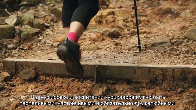 Курцхаар смотреть онлайн