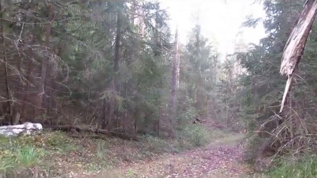 В тайге смотреть онлайн