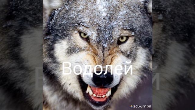 Какое ты животное по знаку зодиака смотреть онлайн