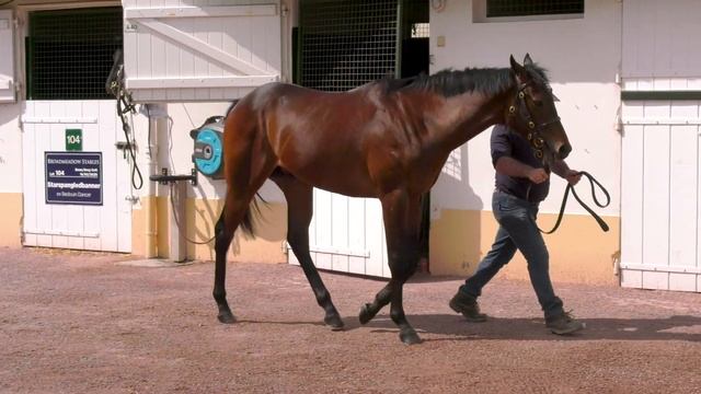 2022 Breeze Up - Lot 16 c. EXCEED AND EXCEL x LIQUID GOLD смотреть онлайн