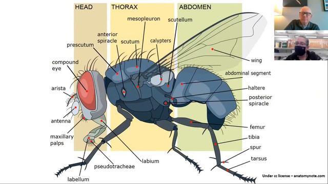 Flies – outside-in with Dr Erica McAlister смотреть онлайн