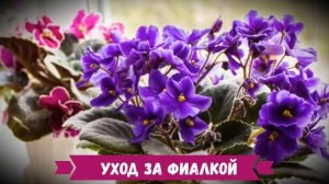 Фиалка. Куда лучше поставить? Условия для фиалки!