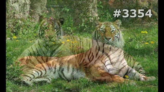 #3354. Тигры (В мире животных) смотреть онлайн