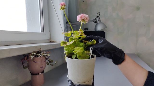 Выборочный обзор растений. начало февраля. смотреть онлайн