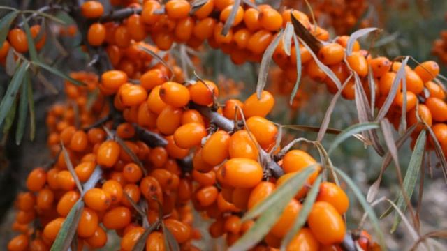 ЛУЧШИЕ СОРТА ОБЛЕПИХИ || ОБЛЕПИХА. УРОЖАЙНЫЕ СОРТА смотреть онлайн