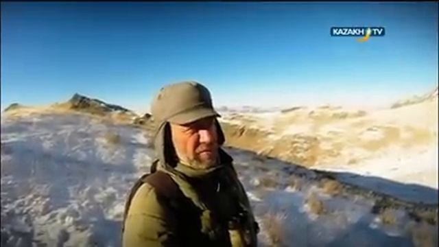 Саурские архары смотреть онлайн