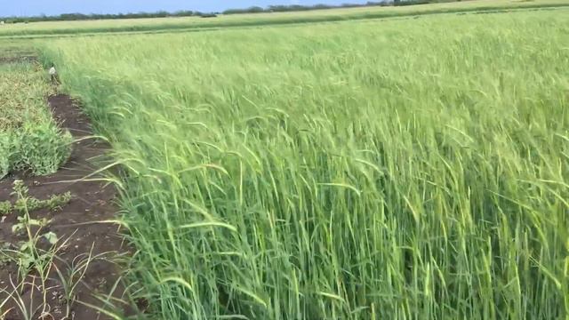 Яровой Ячмень после дождя смотреть онлайн