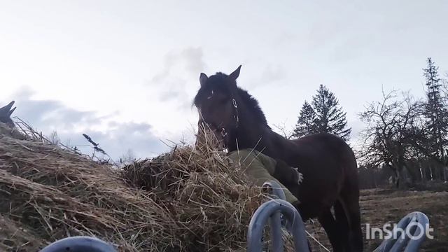 Будни в деревне🏡 Гнем дугу сами, сделали агрегат/Farmhouse Rimši🐎🚜🐄 смотреть онлайн