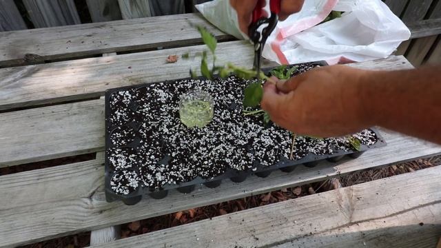 Backyard Plant Propagation 5 - First Cuttings - Rooting Lantana смотреть онлайн