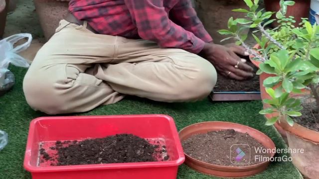 बारिश के मौसम में ये 2 जादुई खाद का प्रयोग करें पौधे में जान डाल देगा|Best Fertilizer For All Plant