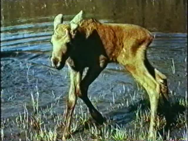 Начальные классы. Времена года. Весна в лесу